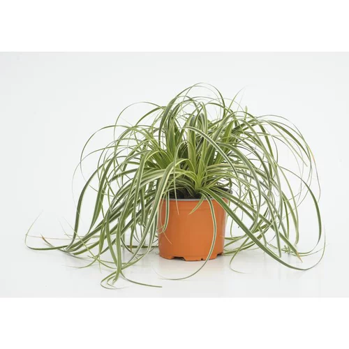 carex feather falls - Le pot diam 12 cm