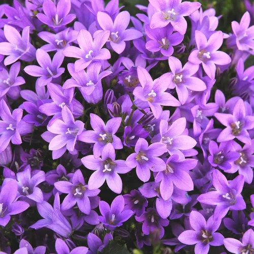 Campanula Get Me - Le pot de 3 litres