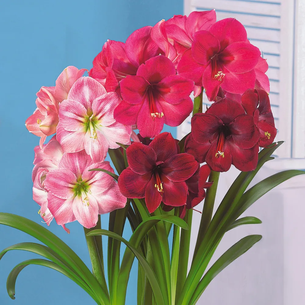 3 Amaryllis en mélange Amaryllis 'hercules', 'carmen', 'apple blossom'