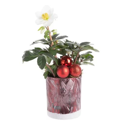 Composition pour Noël avec Hellébore dans verrerie rouge Sonnendrucker - 30 cm