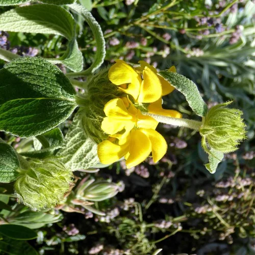 Phlomis fruticosa - Le pot de 2,5 litres