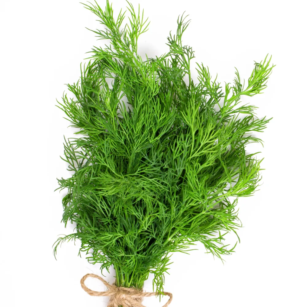 Plant d'Aneth Anethum graveolens