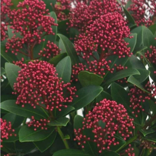 Skimmia Japonica Rubella. Le pot de 5 litres