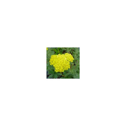 Achillea Tomentosa - Le pot de 2 litres