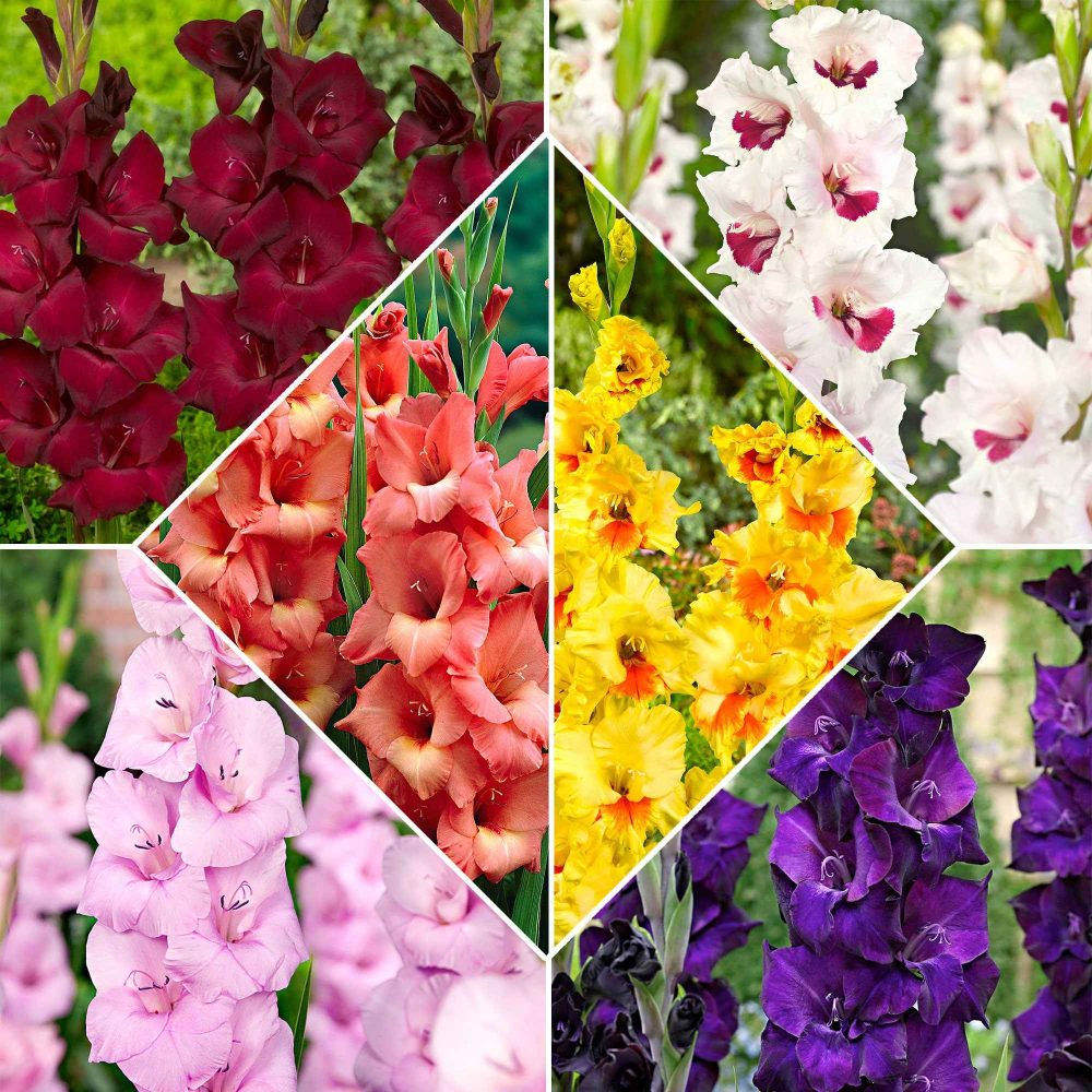 60 Glaïeuls en mélange Gladiolus 'Back Surprise', 'Fiorentina', 'Jessica', 'Maxial', 'Orleans', 'Purple Flora'