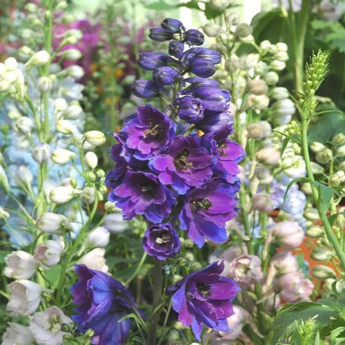 Delphinium ou Pied d'alouette à fleurs multicolores - Le pot de 3 litres