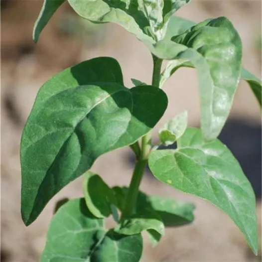 Biologische zaden van Melde groen