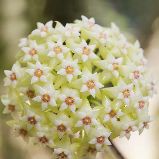 Hoya acuta Hoya acuta