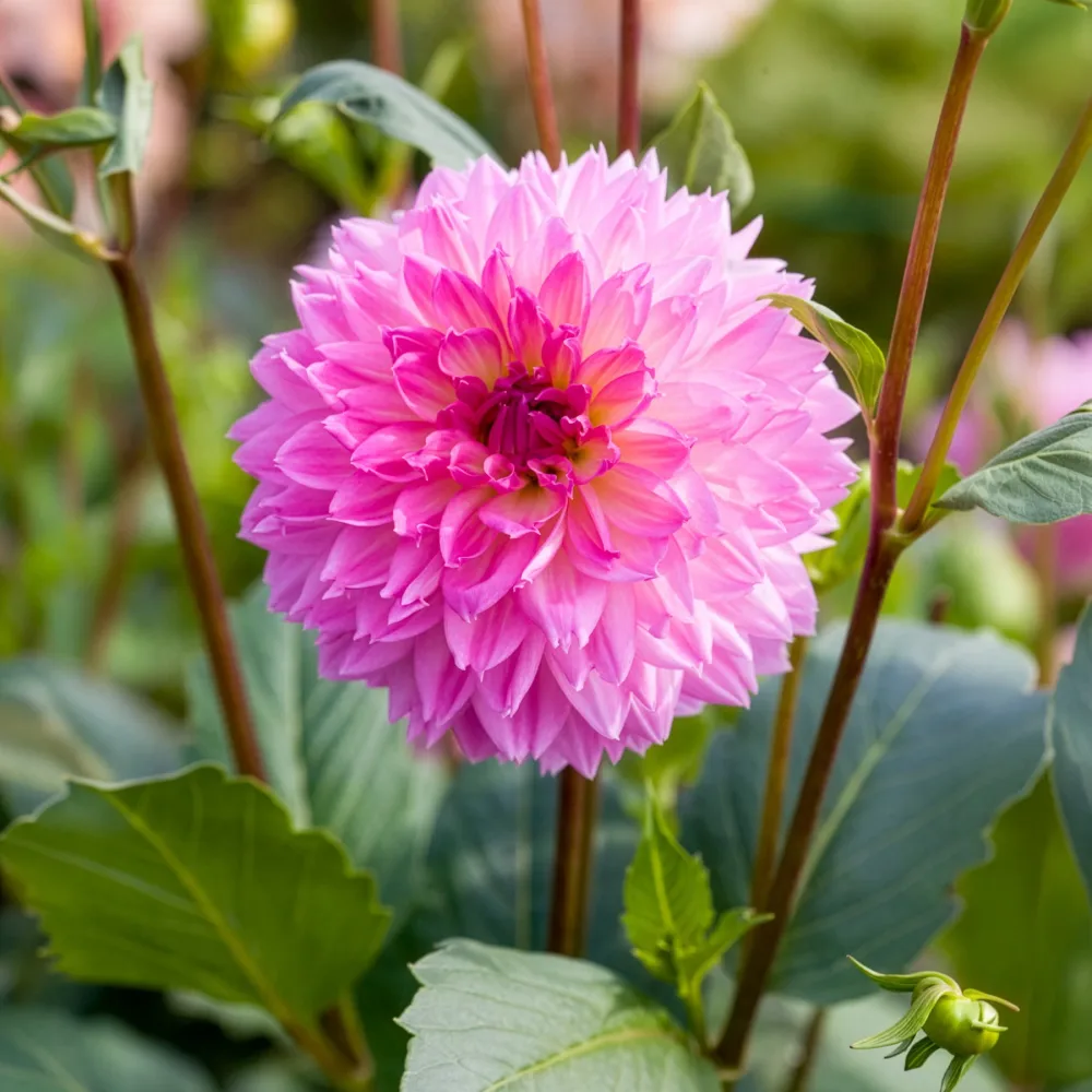 3 Dahlias décoratifs Sakura Fubuki roses Dahlia Sakura Fubuki