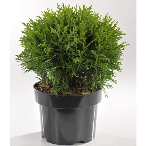 Thuya Occidentalis Danica (thuya du Canada) 30/40 en pot de 3 L vert