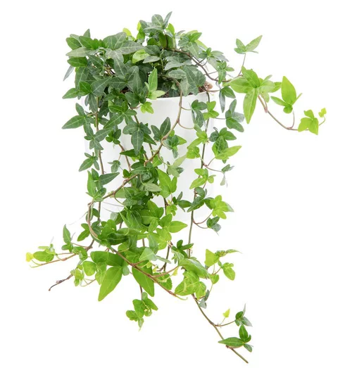 Lierre vert en pot blanc émaillé botanic®. Le pot Ø 15 cm