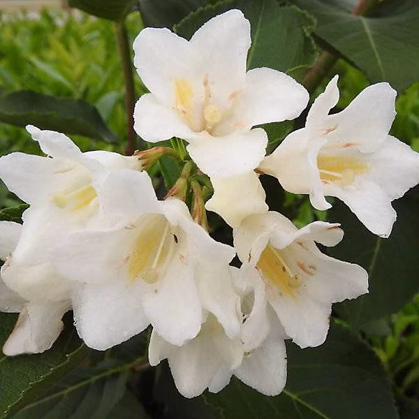2 x Weigela 'Candida' | 50 – 60 cm pot