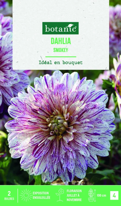 Bulbes de fleurs Dahlia décoratif Smokey botanic® - 2 bulbes