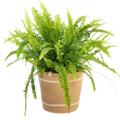 Fougère Nephrolepis. Le pot avec cache-pot en vannerie Ø 17 cm