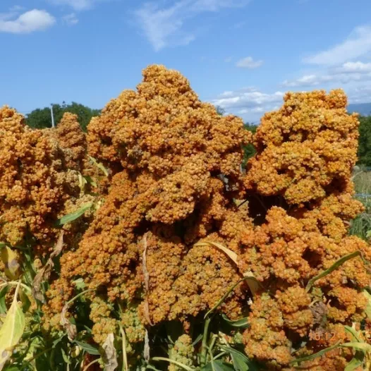 Biologische zaden van Quinoa Temuco