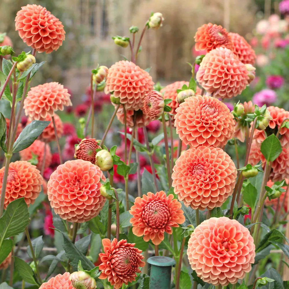 Dahlia ball Cornel Bronze Dahlia Cornel Brons