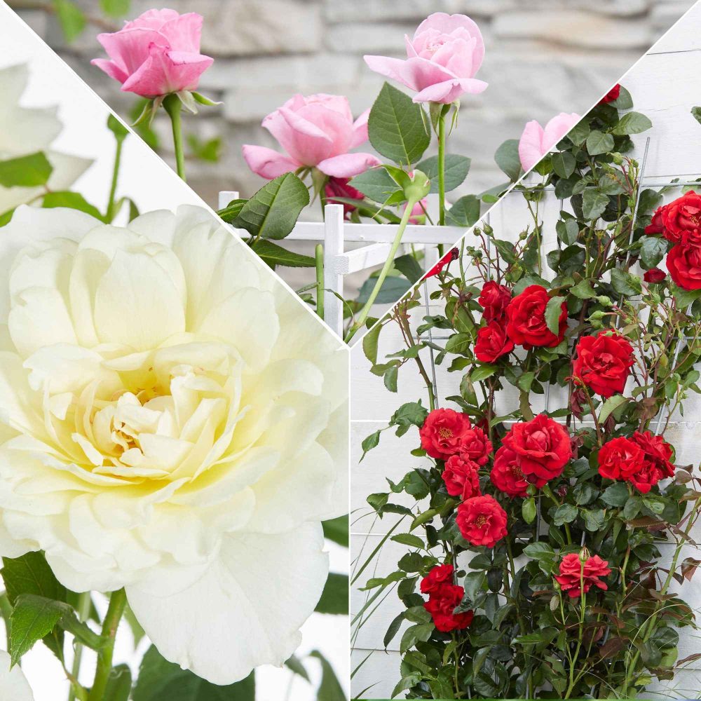 3 Rosiers grimpants parfumées en mélange Rosa hybride