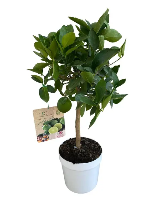 Lime vert coloris jaune - 5 L