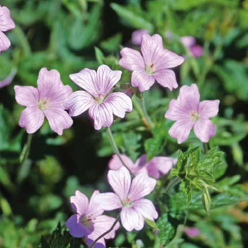 Geranium Endressii Rose - Le pot de 9 x 9 cm