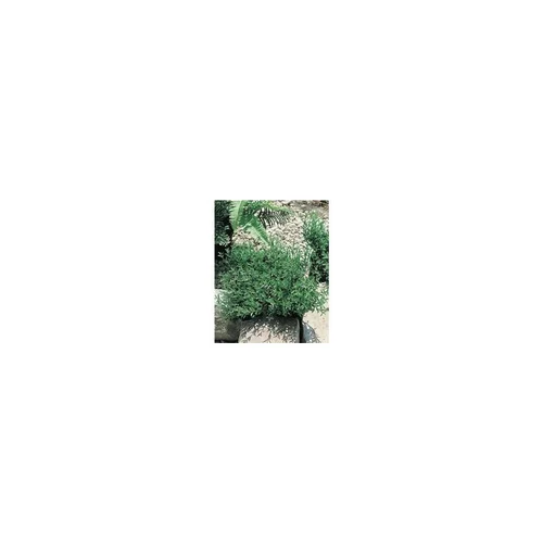 EUONYMUS JAP.MICROPHYLLUS.C 5