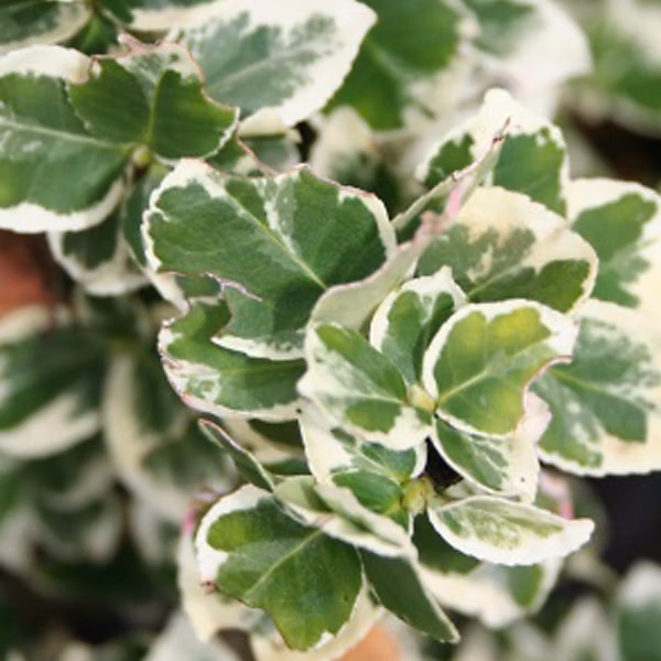 2 x Fusain persistant 'Emerald Gaiety' – Euonymus fortunei 'Emerald Gaiety' | 15 | 20 cm pot