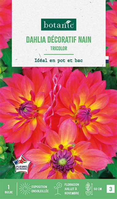 Bulbe de fleurs Dalhia décoratif nain Tricolor botanic® - 1 bulbe