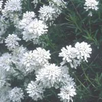 Iberis Sempervirens - Le pot de 10,5 cm