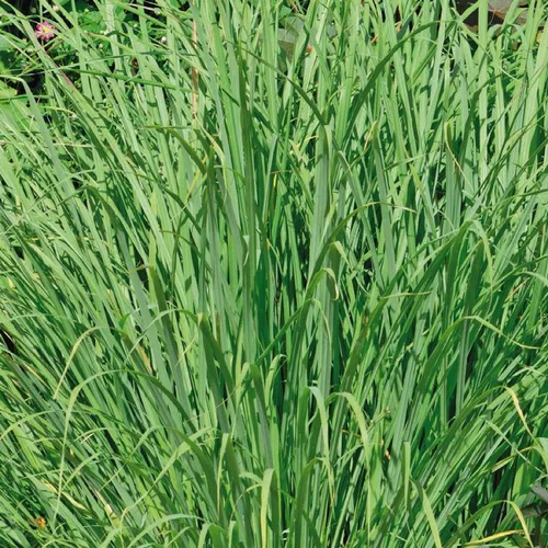 Citronnelle De Madagascar Bouture Bio. Le pot de 2,5 litres