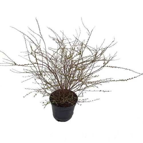 Spirée - pot 5 L