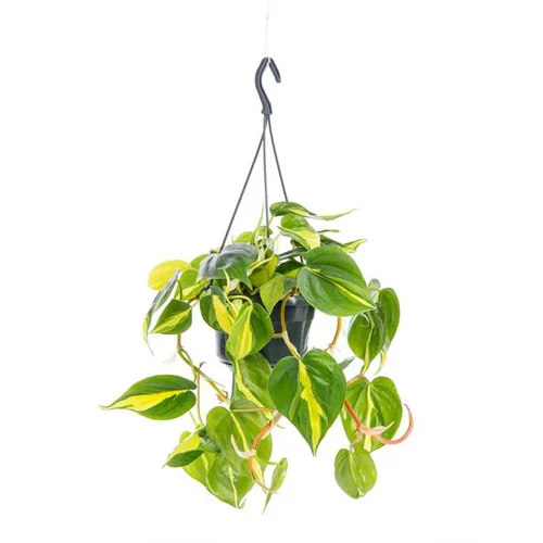 Philodendron Scandens Brasil suspension Ø18xH40 cm
