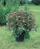 Viburnum Tinus ou Laurier-tin en pot de 7 L