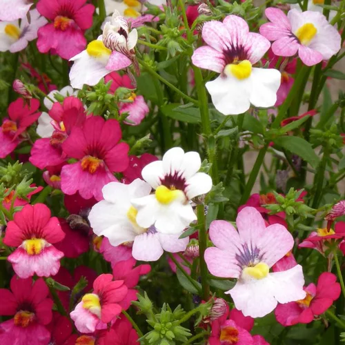 Nemesia retombant - La suspension diam 27 cm