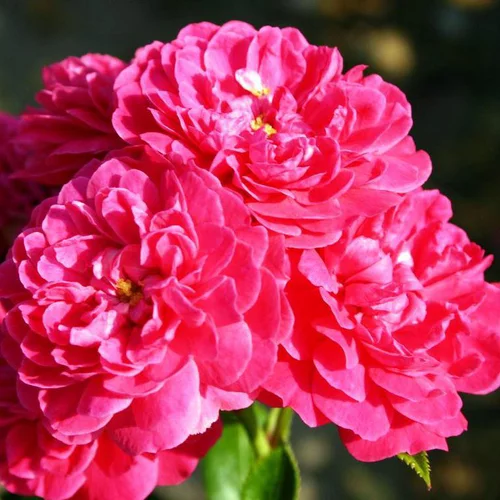 Rosier Roxy rose. Le pot de 4 litres