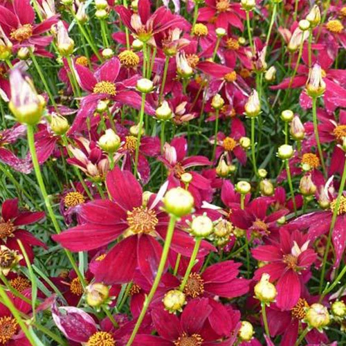Coreopsis verticillé Red Satin Coreopsis verticillata red satin