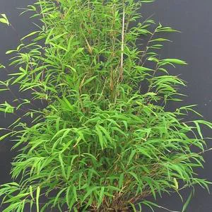 Pot de bambou fargesia angustissima 5 L