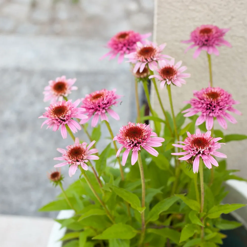 Échinacée pourpre Butterfly Kisses Echinacea purpurea Butterfly Kisses