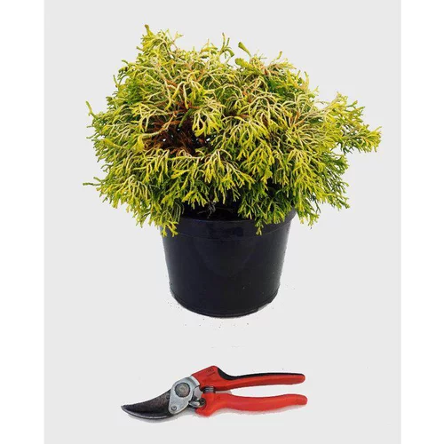 Chamaecyparis Obtusa Tsatsumi Gold (Faux cyprès Hinoki jaune) 20/25 en pot de 5 L jaune