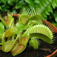 Dionea Muscipula. Le pot Ø 8,5 cm