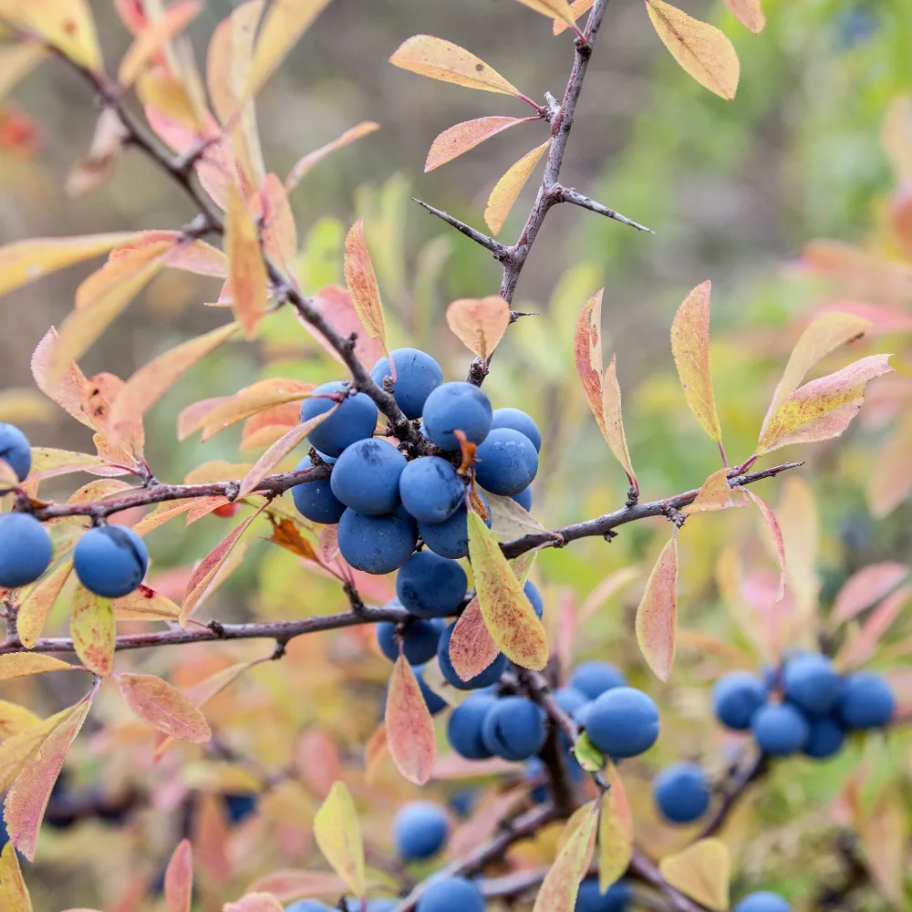 Prunellier Prunus spinosa