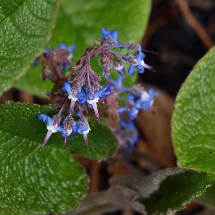 6 x Trachystemon orientalis – godet 9cm x 9cm