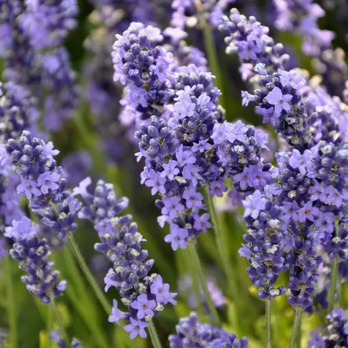 Lavande Angustifolia coloris violet – 3 L