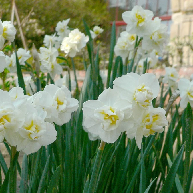 5 Narcisses 'Cheerfulness' Narcissus Cheerfulness