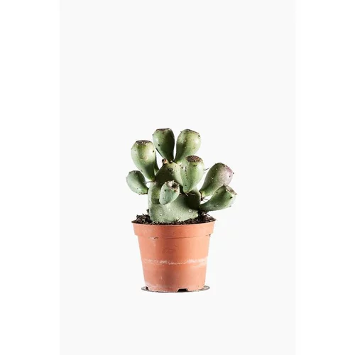 Opuntia Dell'etna (Cactus raquette) pot de 1 L vert