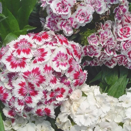 Œillet du Poète ou Dianthus barbatus à fleurs roses - Le pot de 1 litre