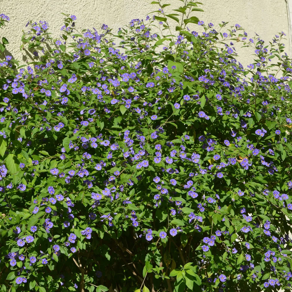 Arbre aux gentianes Lycianthes rantonnetii