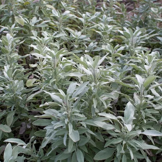 Salie officinalis zaden bio | Aromatische kruidenzaden