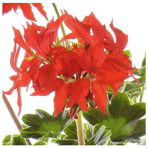 Géranium zonale étoilé - La jardinière de 50 cm
