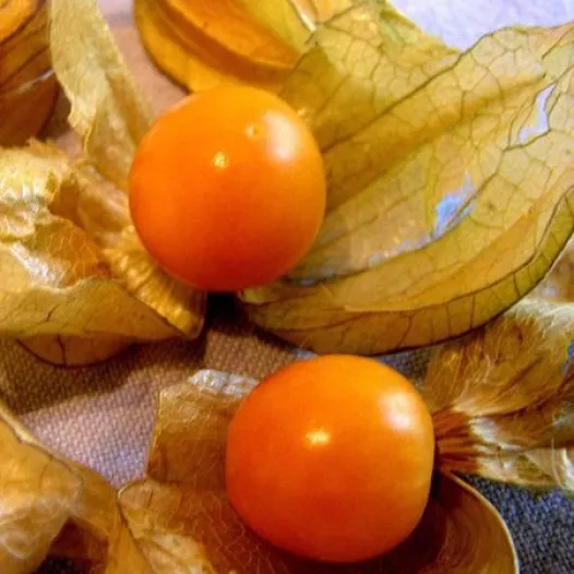 Bio zaden van Physalis Gele Alkekenge