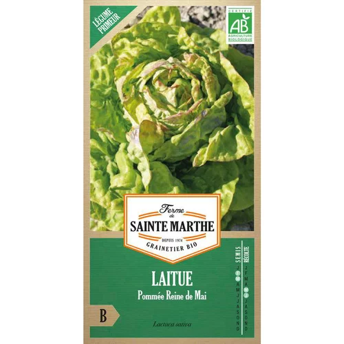 Graines de laitue pommée grosse blonde paresseuse bio Ferme de Sainte Marthe - graines à semer