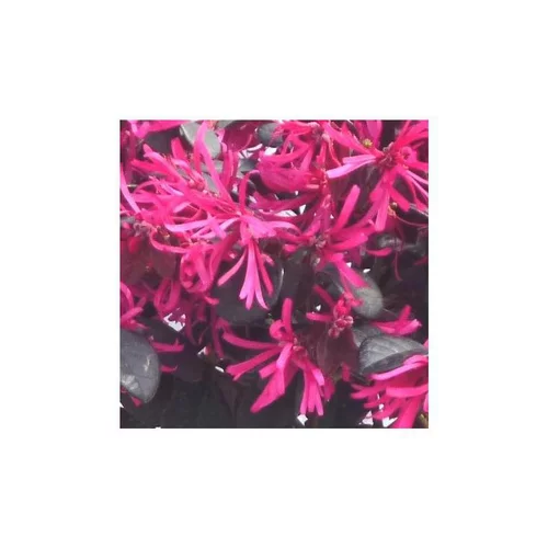 Loropetalum Buisson - Le pot de 1 litre